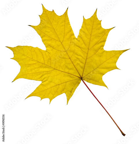 yellow maple leaf