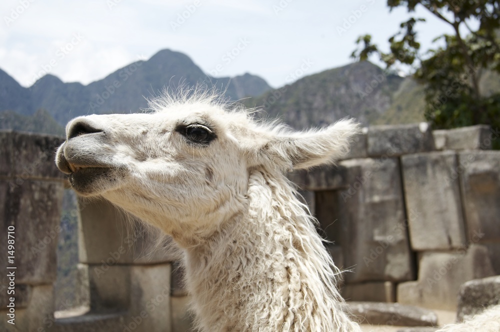 Obraz premium white llama