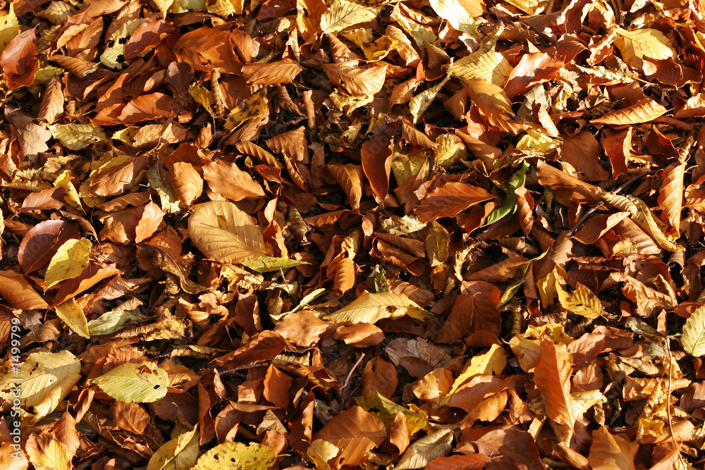 autumn leafs autumn leafs