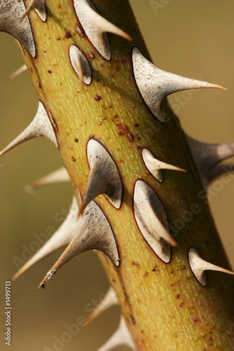 thorns