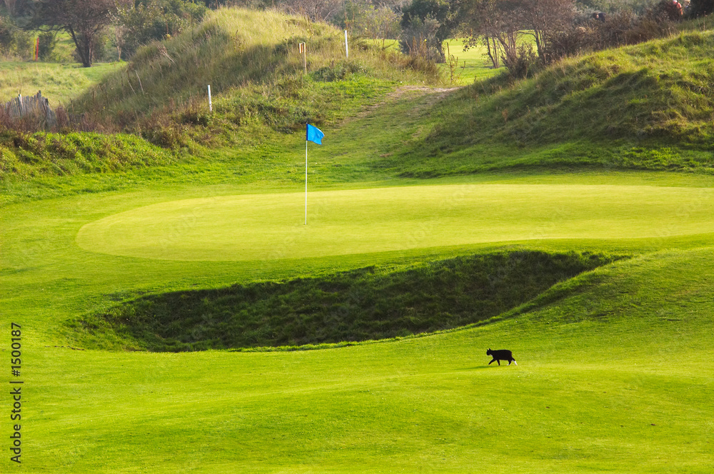 cat on golf course cat on golf course