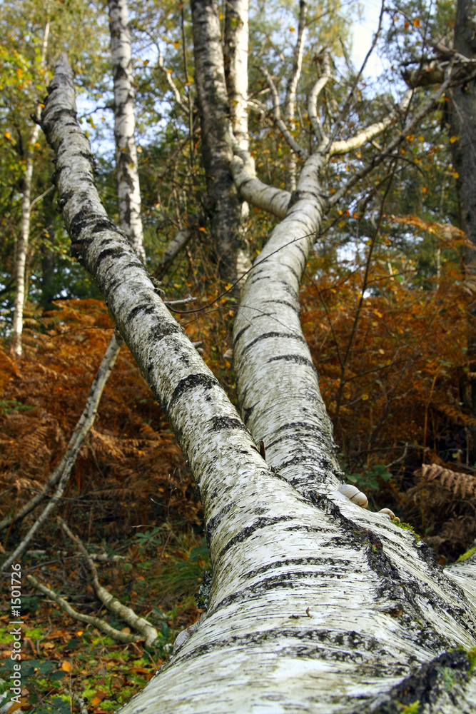 Fototapeta premium arbre bouleau