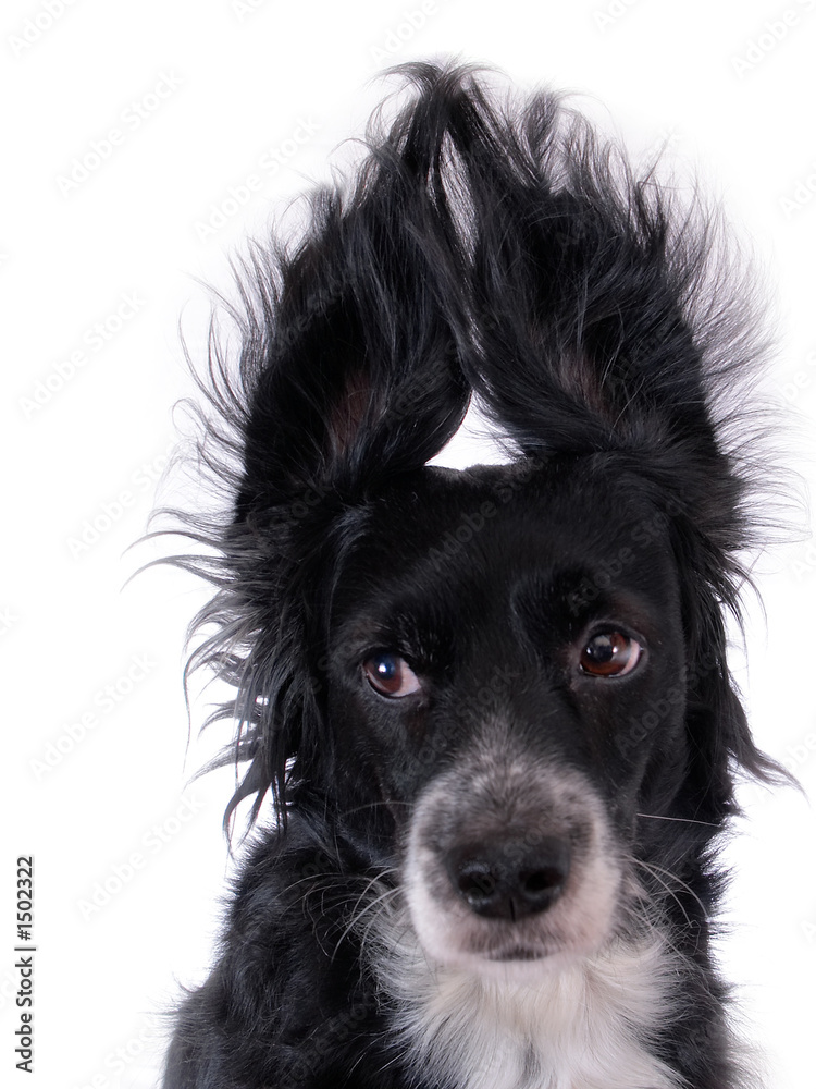 Obraz premium dog