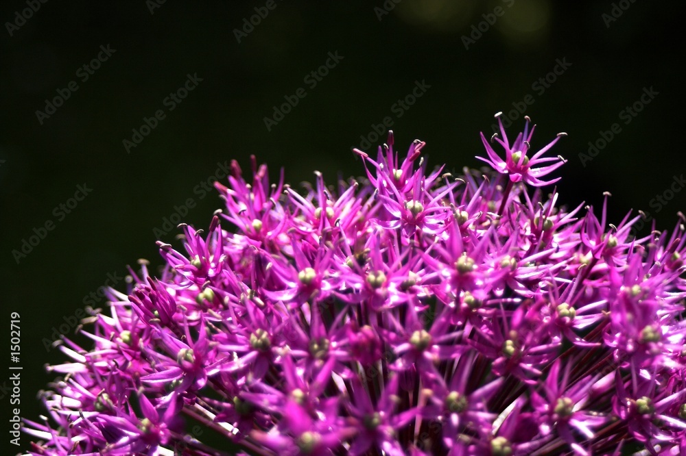 allium giganteum bloom allium giganteum bloom