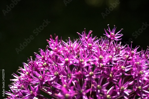 allium giganteum bloom