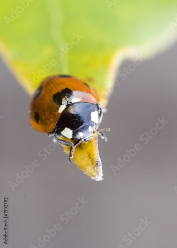 ladybird on leaf