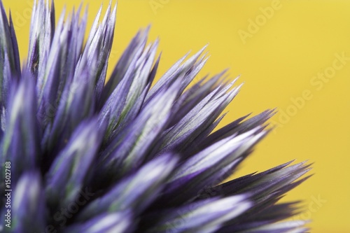 thistle head (echinops)