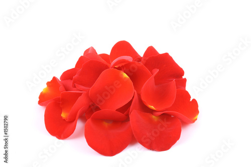 red rose petals