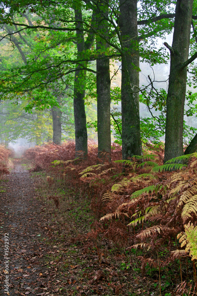 Fototapeta premium forêt