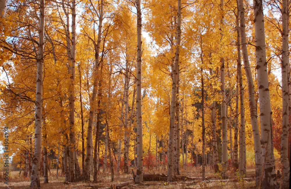 Fototapeta premium fall aspens 2