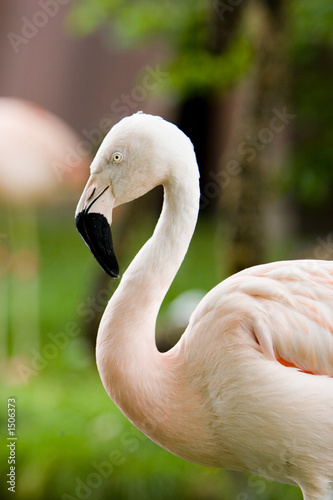 pink flamingo head