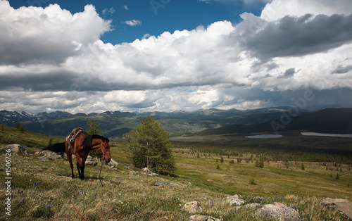 horse in sayan mountains