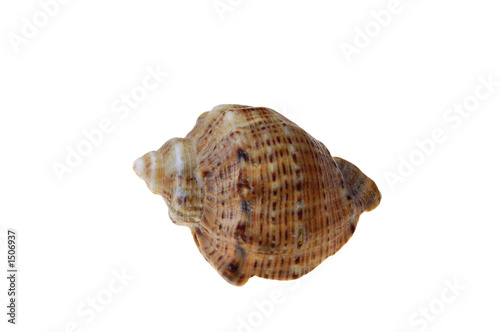 shell #5