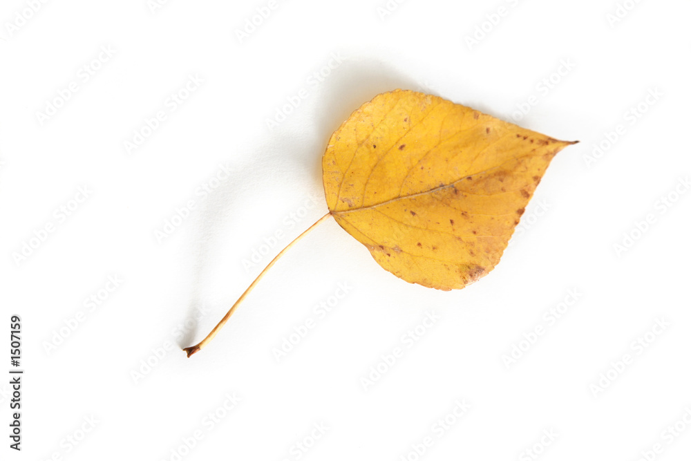 Naklejka premium autumn leaf