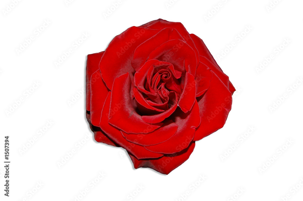 rose rose