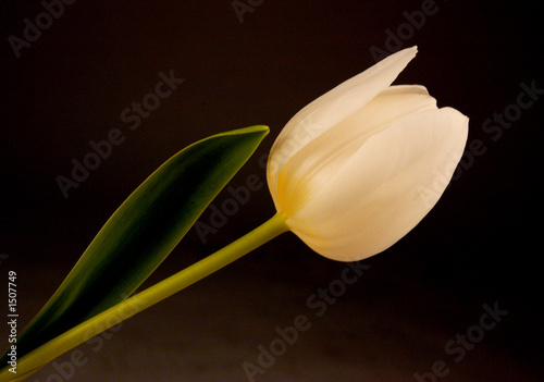 tulpe