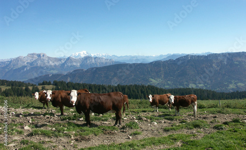 troupeau de vaches en montagne © Monique Pouzet
