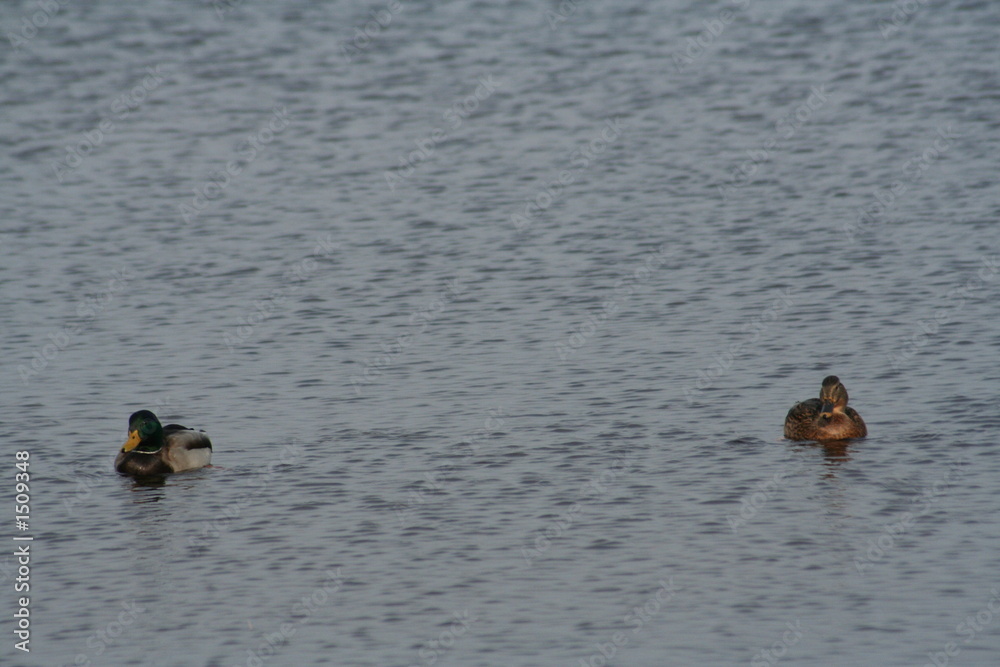 distance between ducks distance between ducks