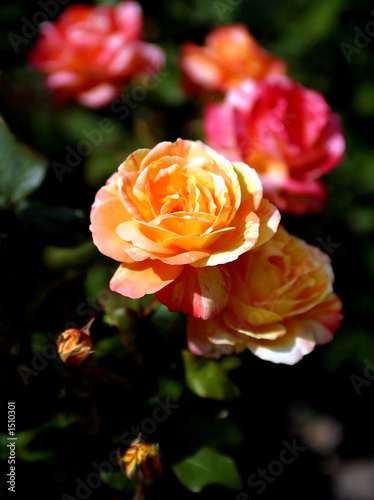 orange roses1