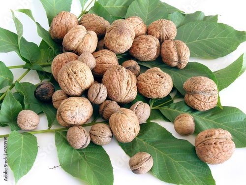 nuts on the nut-tree leaves