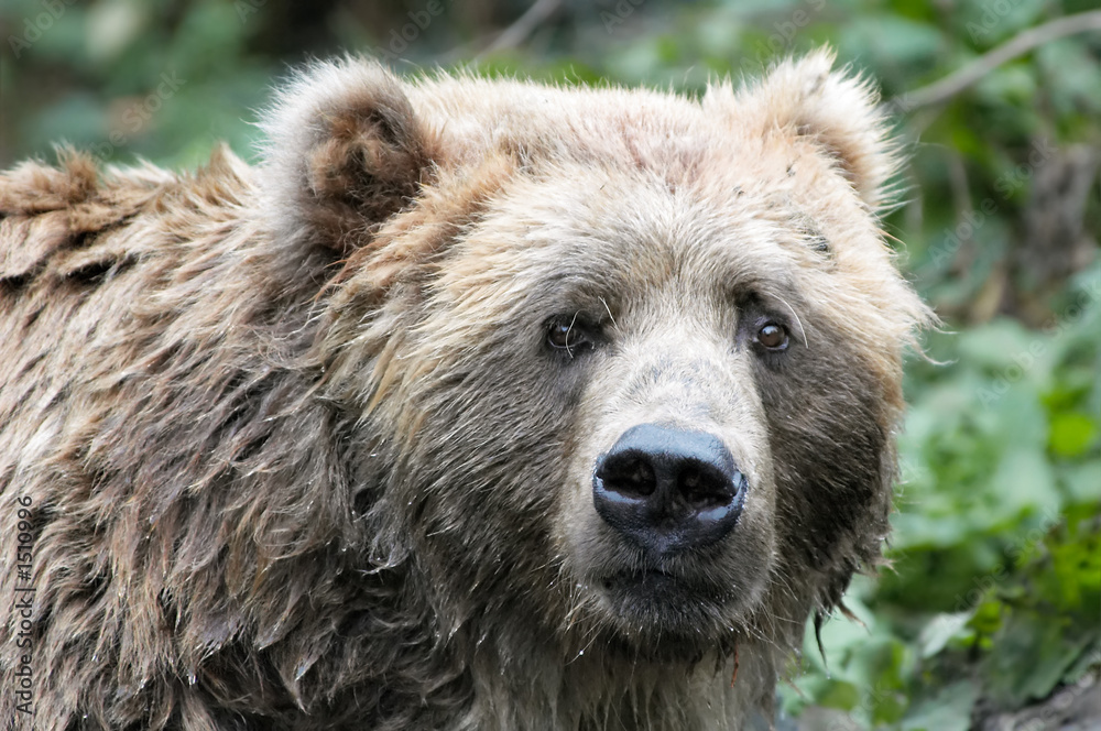 brown bear