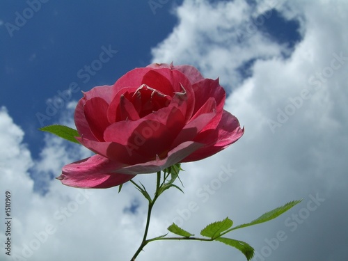 rote rose