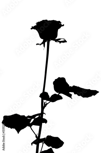 rose silhouette #1511125