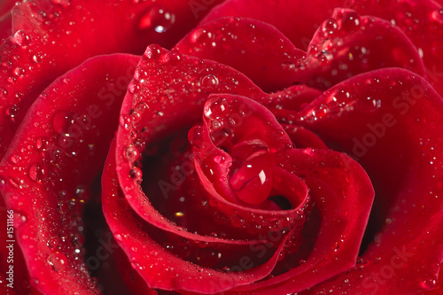 Fototapeta Naklejka Na Ścianę i Meble -  red rose macro