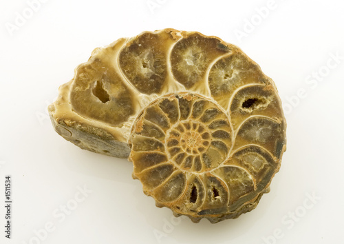 ammonite