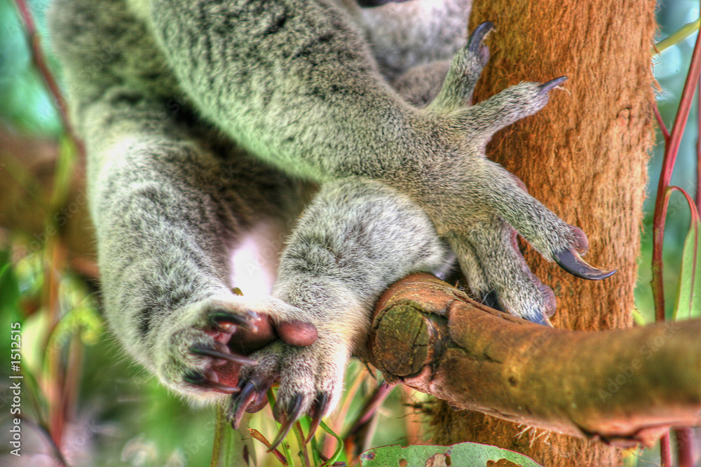 Fototapeta premium koala claws