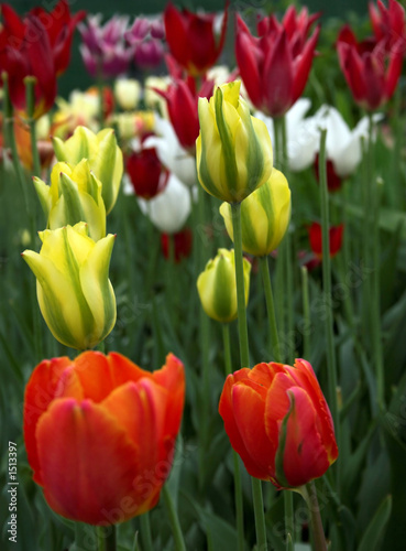 varicoloured tulips