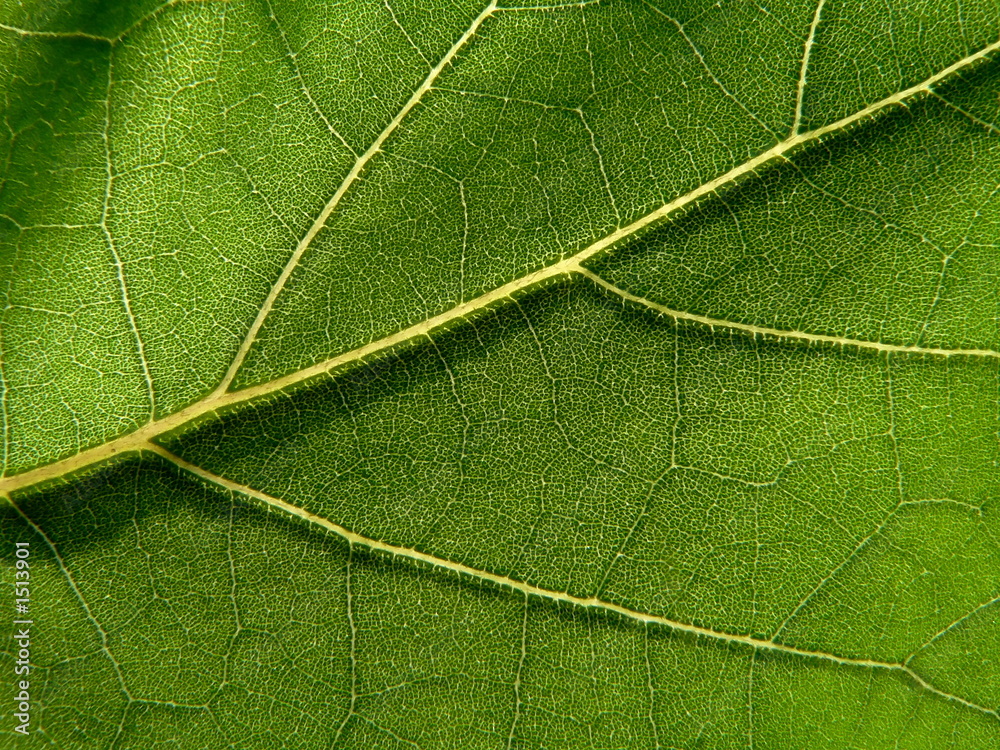 Obraz premium green leaf