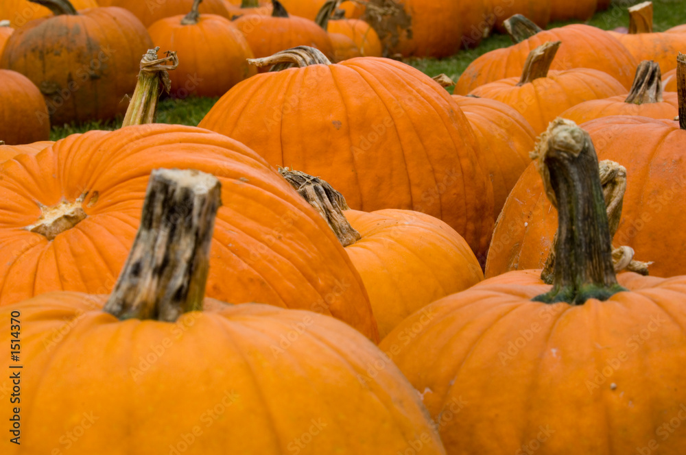 autumn decoration - pumpkin patch autumn decoration - pumpkin patch
