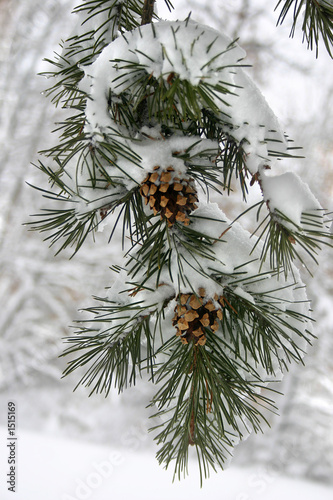 winter snow