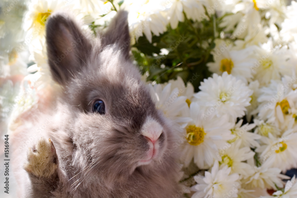 Fototapeta premium bunny among the flowers