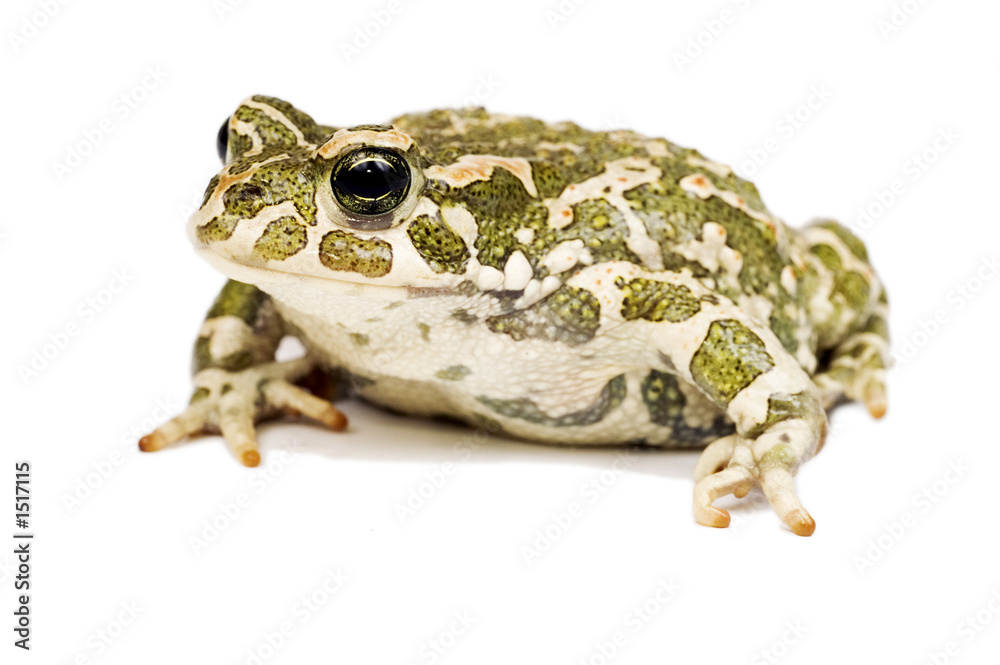 Fototapeta premium green toad