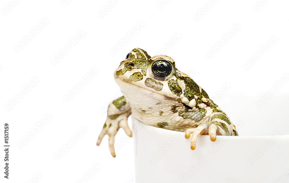 Fototapeta premium smal toad