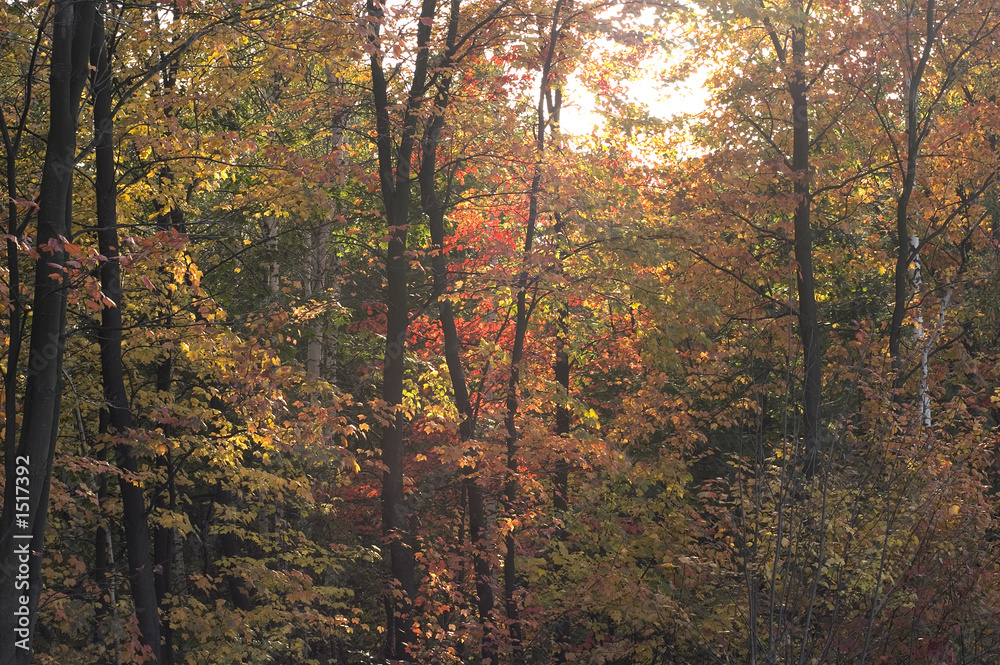 fall fall