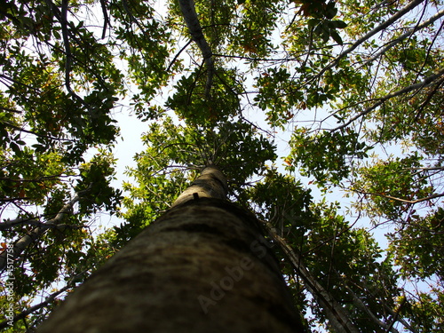 Foto arbre de bas