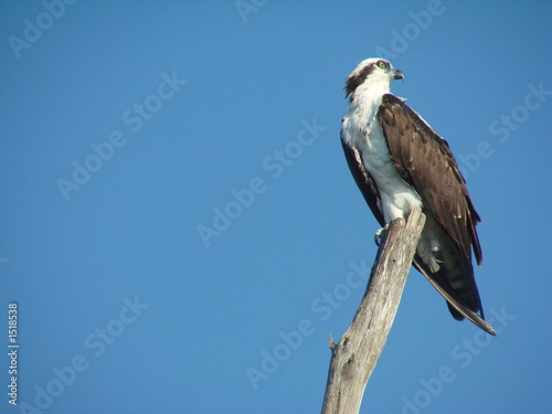 watchful osprey 5