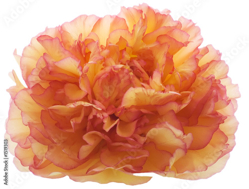 peony rose