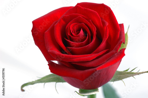 rose rouge photo