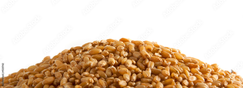 wheat seeds