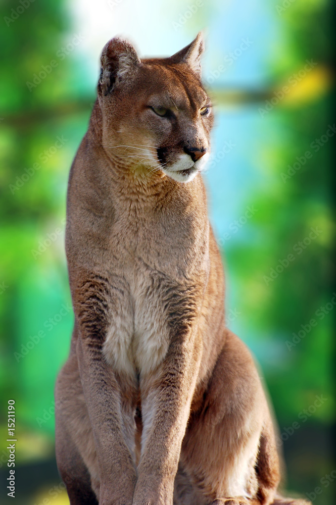 Naklejka premium panthère dréssée