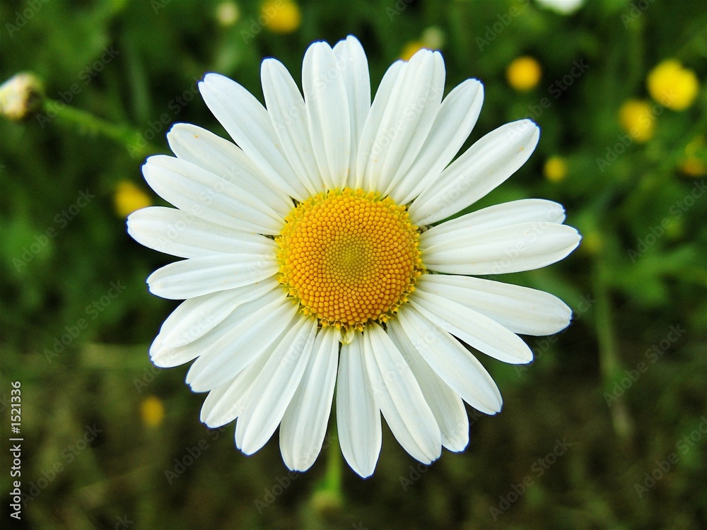 gänseblümchen Stock-Foto | Adobe Stock