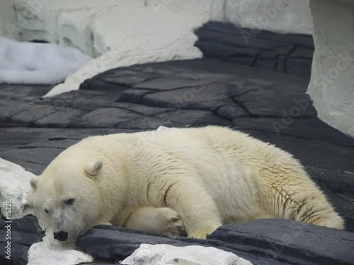 sleepy polar bear