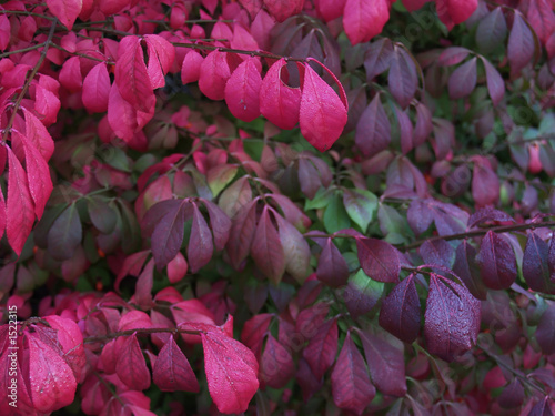 multicolored bush
