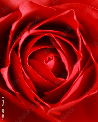 red rose