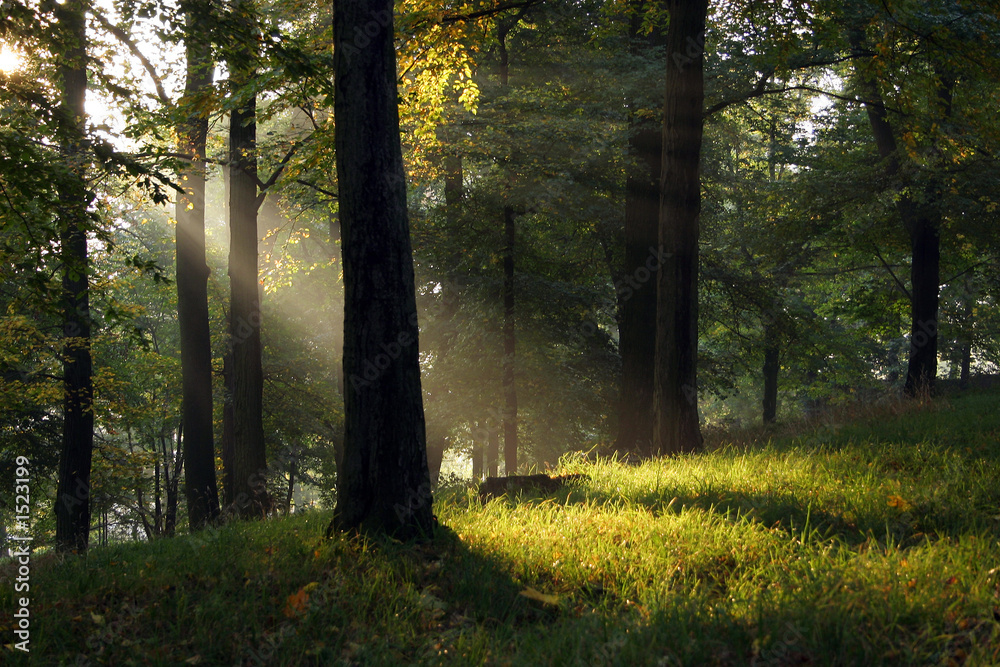 rays of light - morning in summer forest