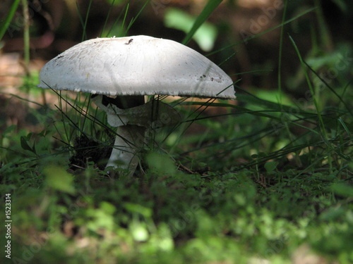 un champignon